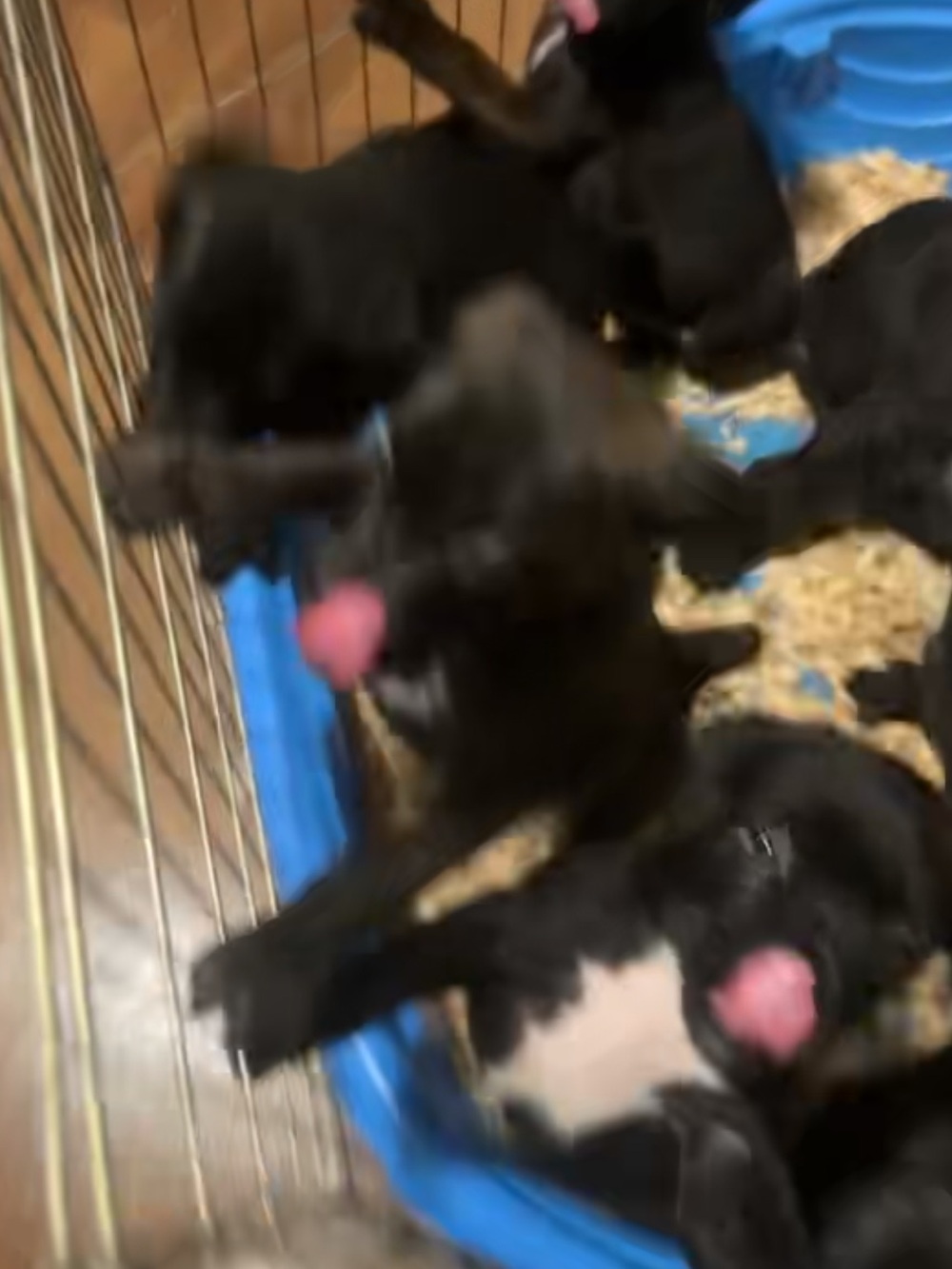 Black Small Pets Playpen Pool - Brand Unknown